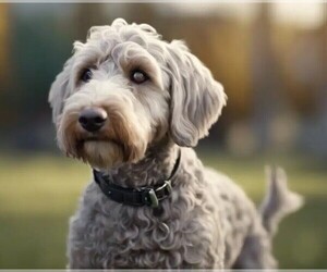 Image of Weimardoodle breed