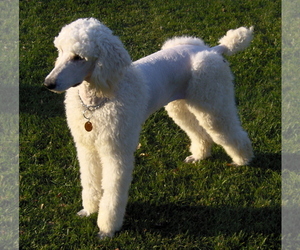 Image of breed Poodle (Standard)