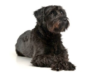 Image of Bascottie breed