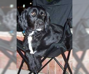Image of Labradinger breed