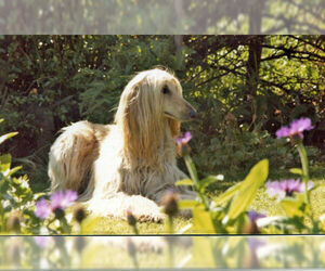 Small #11 Breed Afghan Hound image