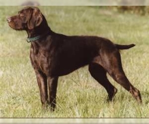 Image of Pudel Pointer breed