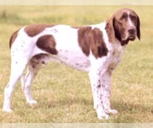 Image of Old Danish Pointing Dog breed