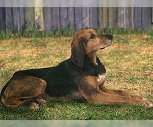 Image of Kerry Beagle breed