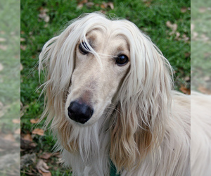 Small #4 Breed Afghan Hound image