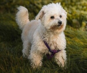 Image of Maltese Bolognese breed