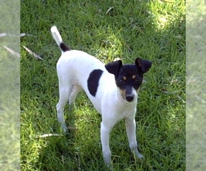 Image of Tenterfield Terrier breed