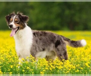 Image of Australian Retriever breed