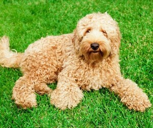 Image of Miniature Labradoodle breed