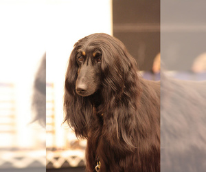 Small #13 Breed Afghan Hound image