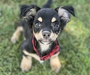 Image of Papi-Pin breed