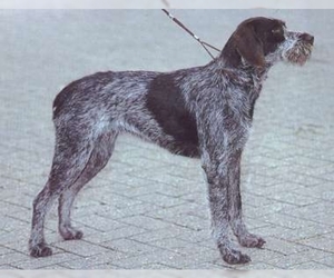 Image of Bohemian Wire-haired Pointing Griffon breed