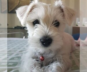 Image of Wauzer breed