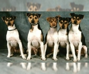 Image of Brazilian Terrier breed