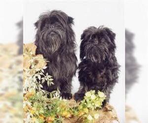 Image of Affen Terrier breed