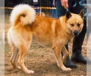 Image of Halleforshund breed
