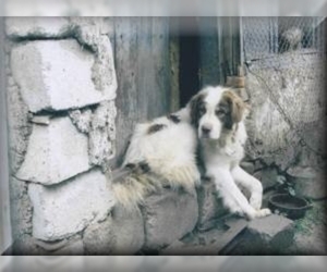 Image of Karakachan breed