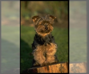 Image for artice 'Yorkshire Terrier Puppies for Sale January 2025 | Find Your Puppy on InstantPuppy'