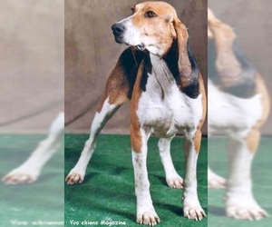 Image of Anglos-Francais de Moyenne Venerie breed