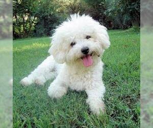 Image of Wee-Chon breed