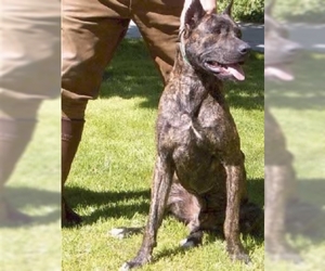 Image of Villano de Las Encartaciones breed