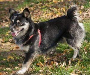Image of Papi-Inu breed