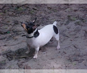 Image of Teddy Roosevelt Terrier breed