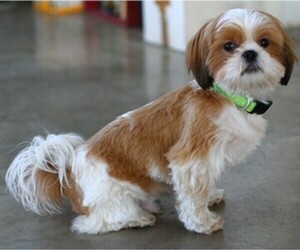 Image of Bea-Tzu breed