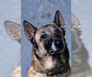 Image of Belgian Malinois breed