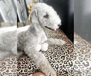 Image of Bichon Bedlington breed