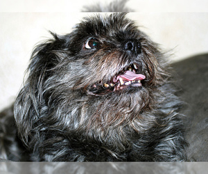 Small #12 Breed Affenpinscher image