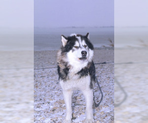 Image of Canadian Eskimo Dog breed