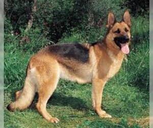 Small #5 Breed German Shepherd Dog image