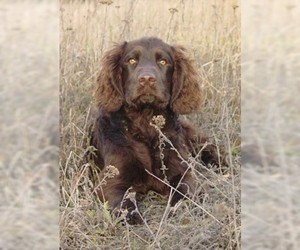 Image of Wachtelhund (German Spaniel) breed