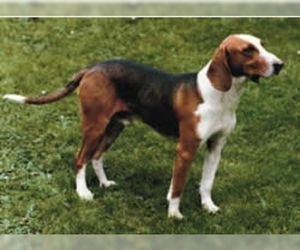 Image of German Hound breed