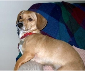Image of Mountain Feist breed