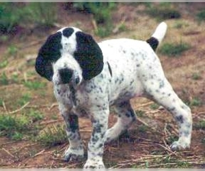 Image of Auvergne Pointer breed