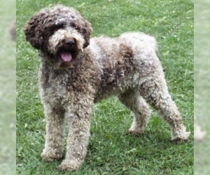 Image of Lagotto Romagnolo breed