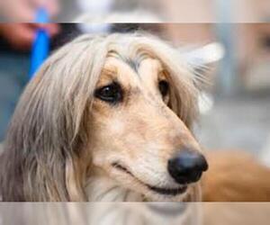 Small #17 Breed Afghan Hound image
