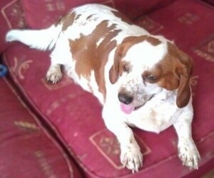 Image of Basset King breed