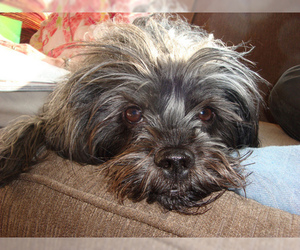 Small #8 Breed Affenpinscher image