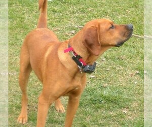 Image of Labloodhound breed