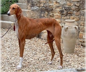 Image of Azawakh breed