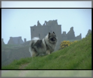 Image of Keeshond breed