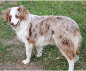 Image of Aussalier breed
