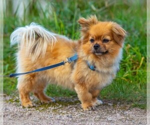 Image of Affenhuahua breed