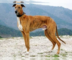 Image of Hungarian Greyhound breed