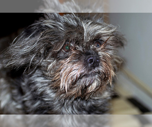 Small #2 Breed Affenpinscher image