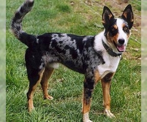 Image of Koolie breed