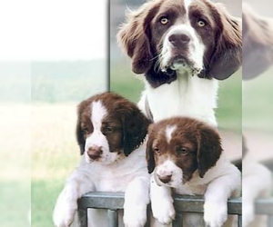 Image of Dutch Partridge Dog breed